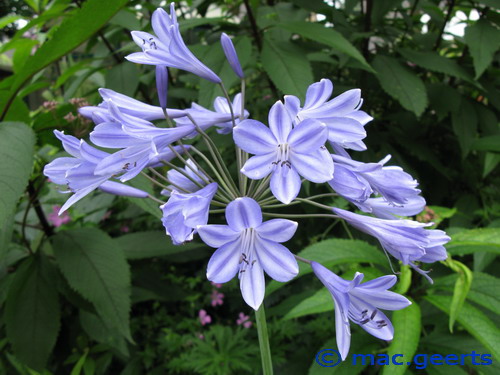 Agapanthus nutans